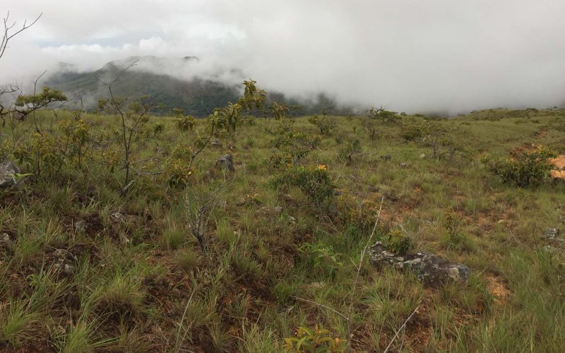 Habitat de Palkachupa - Apolo