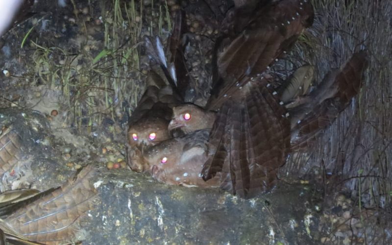 Oilbird1