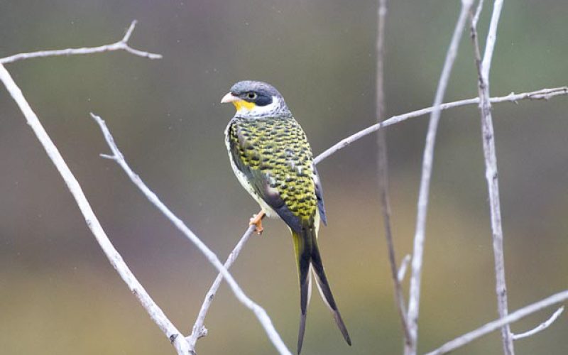 Endemic, Endangered