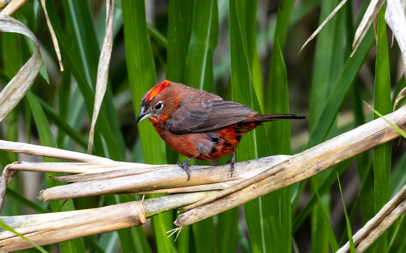 Red-crested Finch_anaamable_womebirdersperu