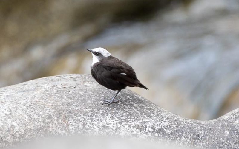 White-capped dipper